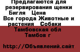 Предлагаются для резервирования щенки Бигля › Цена ­ 40 000 - Все города Животные и растения » Собаки   . Тамбовская обл.,Тамбов г.